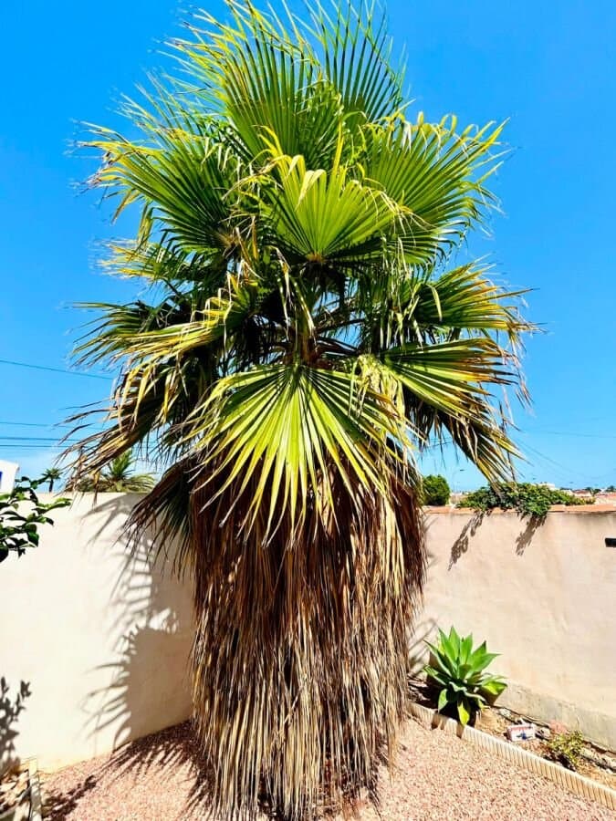 4-Bedroom Villa in San Luis, Torrevieja - 29