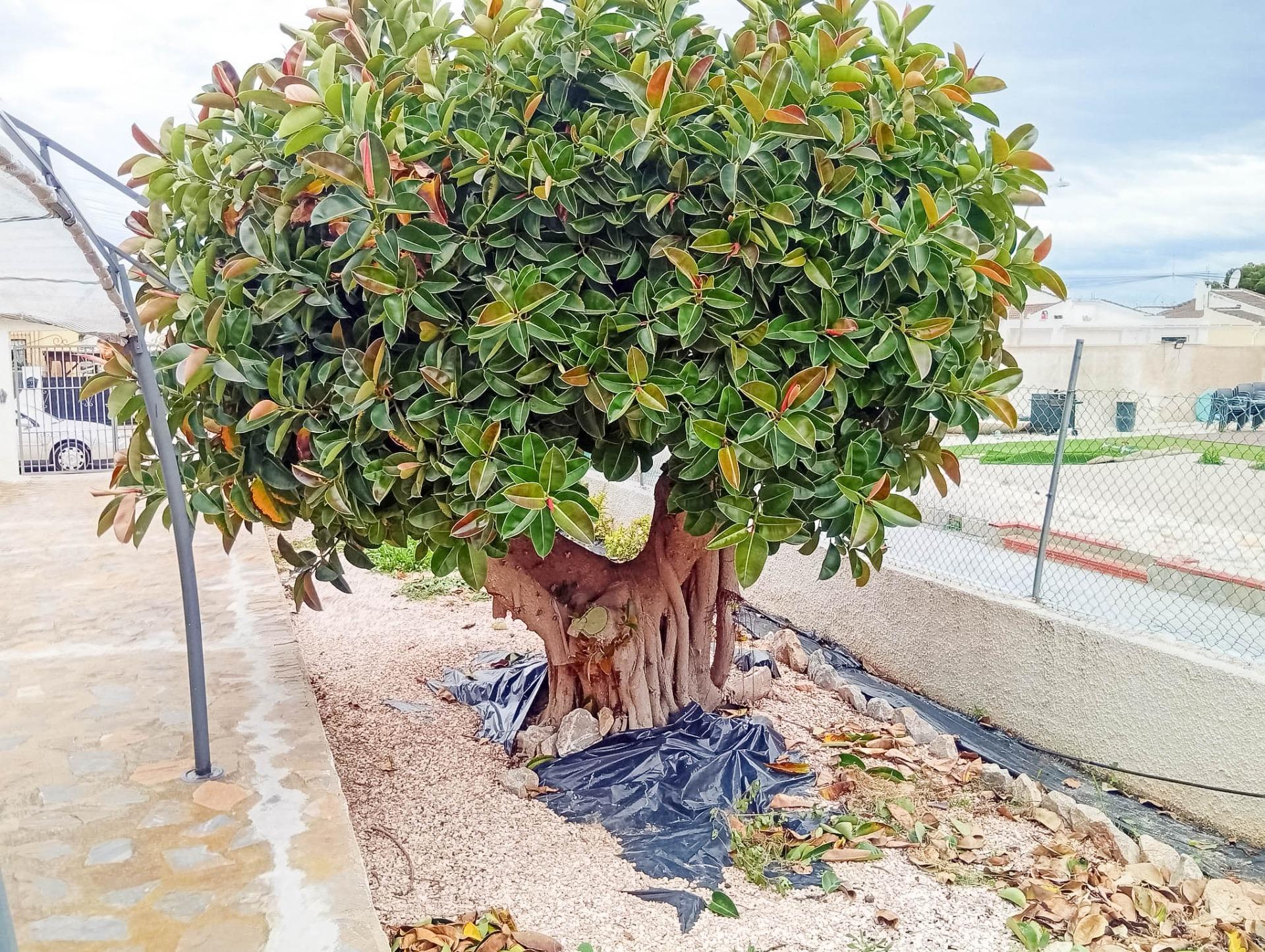 4-Bedroom Villa in Torrevieja - Image 25