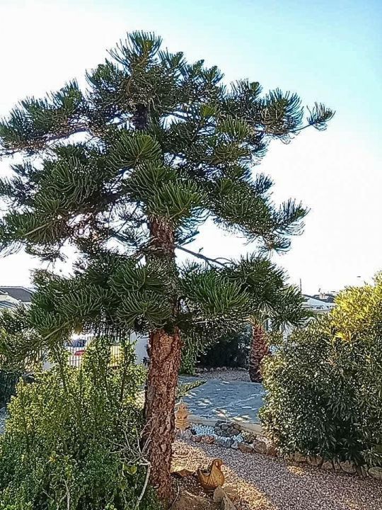 4-Bedroom Villa in Torrevieja - Image 29