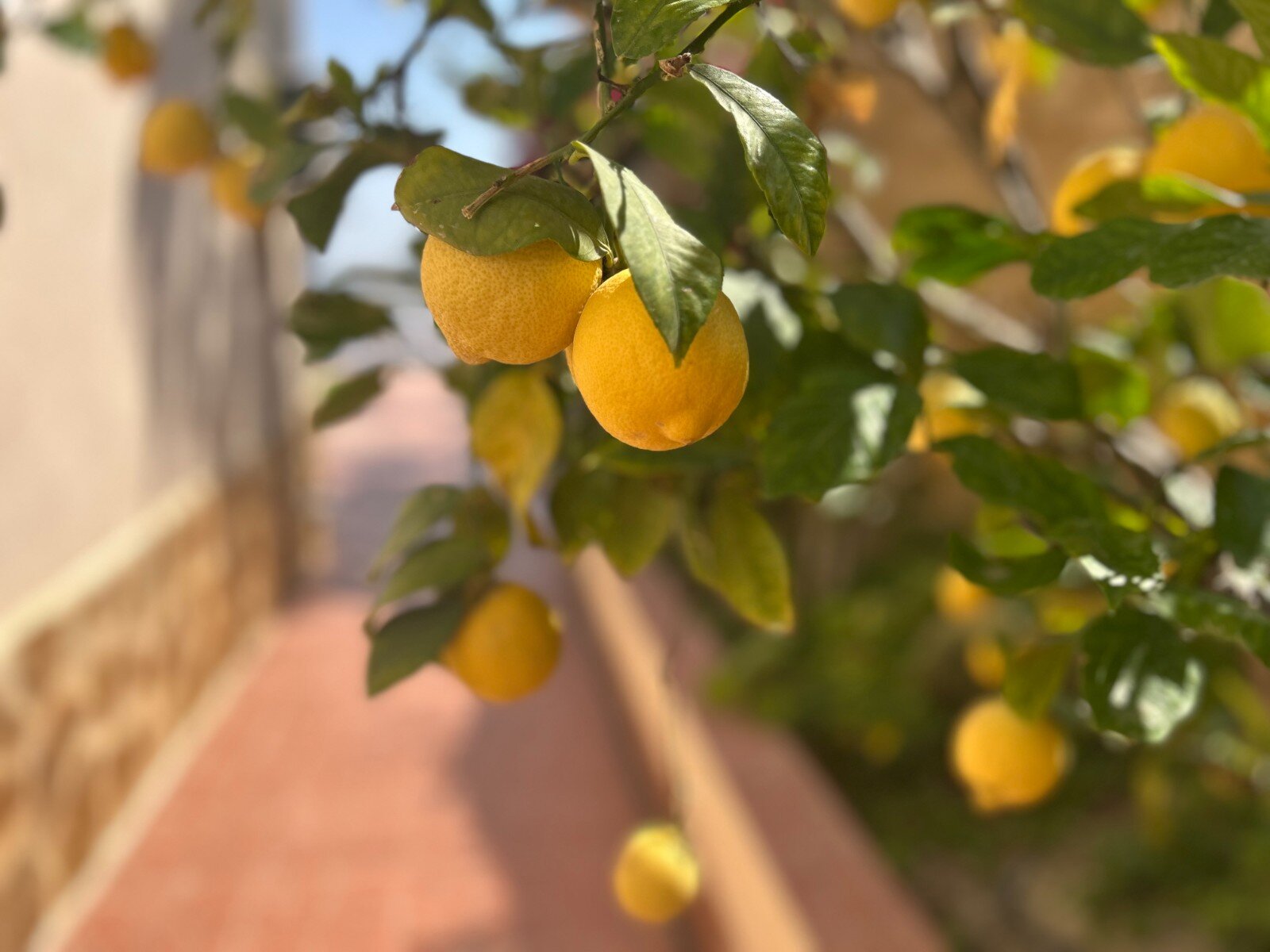 3-Bedroom Villa in Algorfa - Image 27